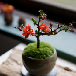 『敬老の日に』長寿梅【赤花】のミニ盆栽｜うぐいす色のうつわ 1枚目の画像