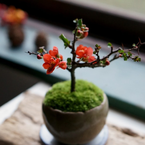 敬老の日に』長寿梅【赤花】のミニ盆栽｜うぐいす色のうつわ アート