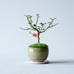 『敬老の日に』長寿梅【赤花】のミニ盆栽｜うぐいす色のうつわ 2枚目の画像