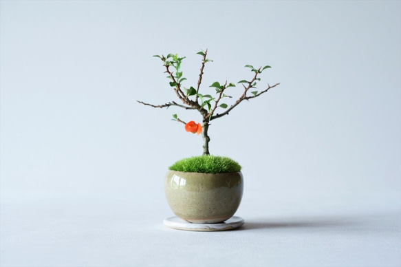 『敬老の日に』長寿梅【赤花】のミニ盆栽｜うぐいす色のうつわ 2枚目の画像
