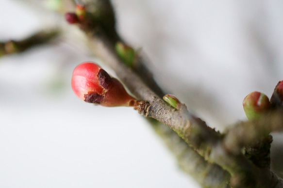 『敬老の日に』長寿梅【赤花】のミニ盆栽｜うぐいす色のうつわ 5枚目の画像
