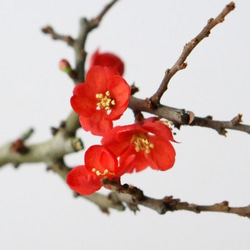 『敬老の日に』長寿梅【赤花】のミニ盆栽｜うぐいす色のうつわ 6枚目の画像