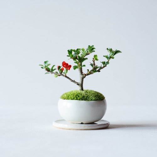 長寿梅のミニ盆栽｜白いうつわ その他インテリア雑貨 Sekibokka 通販