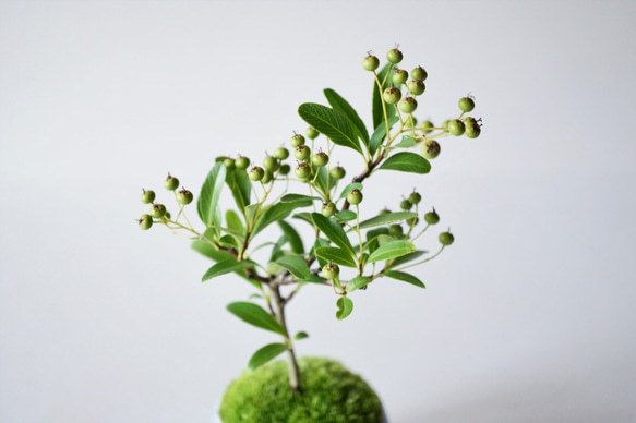 トキワサンザシのミニ盆栽｜淡藤のうつわ 6枚目の画像