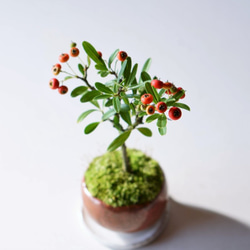 トキワサンザシのミニ盆栽｜鉄赤のうつわ 4枚目の画像