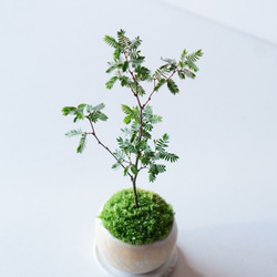 姫ネムノキのミニ盆栽｜黄桃のうつわ アートフラワー Sekibokka 通販