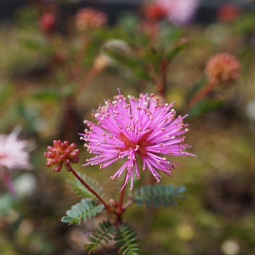 姫ネムノキのミニ盆栽｜黄桃のうつわ アートフラワー Sekibokka 通販