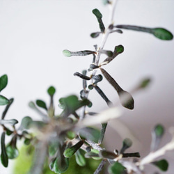 コロキアのミニ盆栽｜グレーのうつわ 5枚目の画像