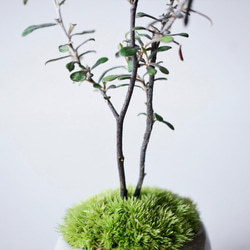 コロキアのミニ盆栽｜グレーのうつわ 7枚目の画像