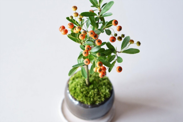 トキワサンザシのミニ盆栽｜銅黒のうつわ 4枚目の画像