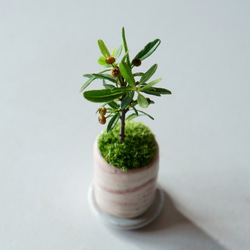 姫トキワサンザシのミニ盆栽｜ピンクマーブルのうつわ 4枚目の画像