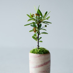 姫トキワサンザシのミニ盆栽｜ピンクマーブルのうつわ 7枚目の画像