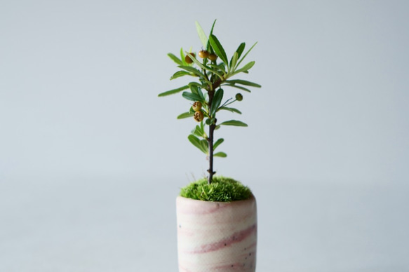 姫トキワサンザシのミニ盆栽｜ピンクマーブルのうつわ 7枚目の画像