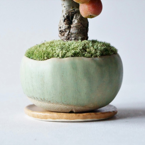 姫リンゴのミニ盆栽｜山葵のうつわ 盆栽 Sekibokka 通販 10640378