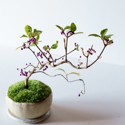 コムラサキの盆栽【送料無料】 盆栽 Sekibokka 通販 10677373｜Creema