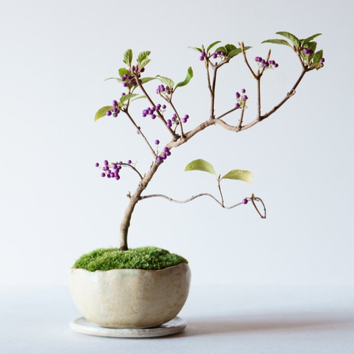 コムラサキの盆栽【送料無料】 盆栽 Sekibokka 通販 10677373｜Creema