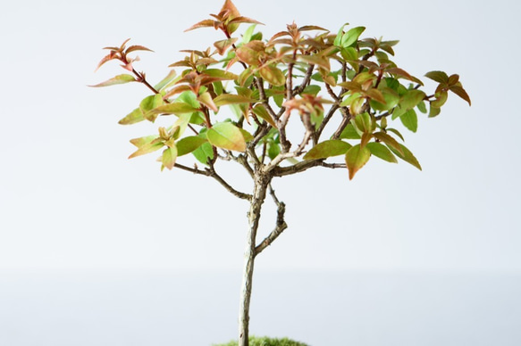 アベリアのミニ盆栽｜桃色のうつわ 6枚目の画像