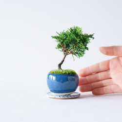 津山ヒノキのミニ盆栽｜藍色のうつわ 2枚目の画像