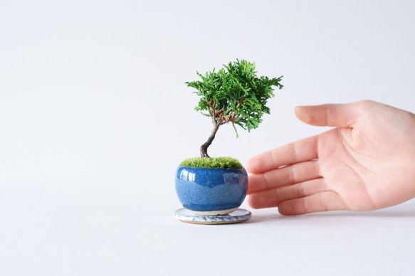 津山ヒノキのミニ盆栽｜藍色のうつわ 2枚目の画像