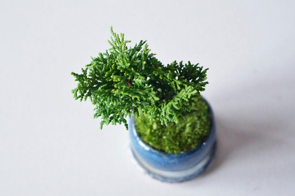 津山ヒノキのミニ盆栽｜藍色のうつわ 4枚目の画像