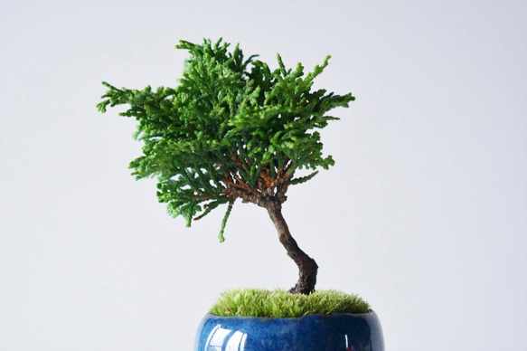 津山ヒノキのミニ盆栽｜藍色のうつわ 5枚目の画像