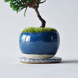 津山ヒノキのミニ盆栽｜藍色のうつわ 6枚目の画像