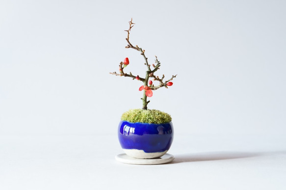 長寿梅のミニ盆栽｜瑠璃色のうつわ 1枚目の画像