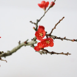長寿梅のミニ盆栽｜瑠璃色のうつわ 5枚目の画像
