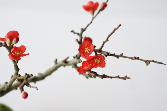 長寿梅のミニ盆栽｜瑠璃色のうつわ 5枚目の画像