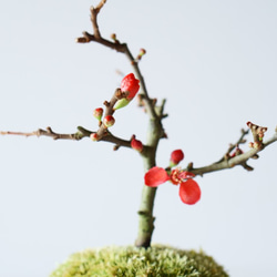 長寿梅のミニ盆栽｜瑠璃色のうつわ 7枚目の画像