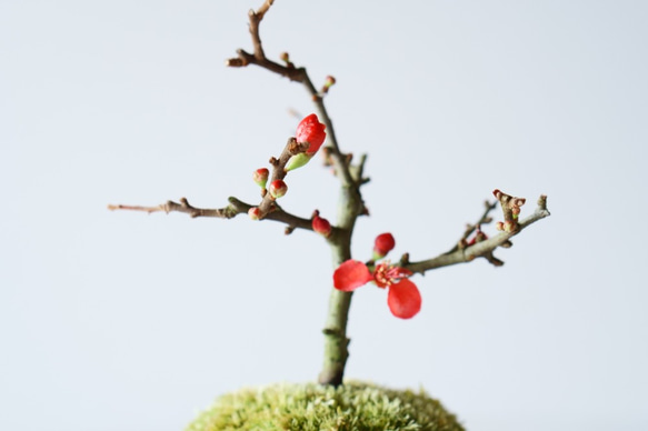 長寿梅のミニ盆栽｜瑠璃色のうつわ 7枚目の画像
