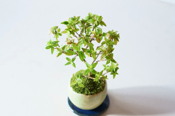 アベリアのミニ盆栽｜若草のうつわ 4枚目の画像