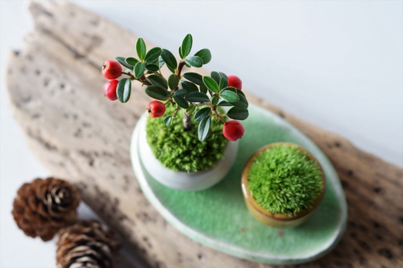 【Creema限定】カマツカコケモモのミニ盆栽・コケ山・花柄皿の3点セット 4枚目の画像