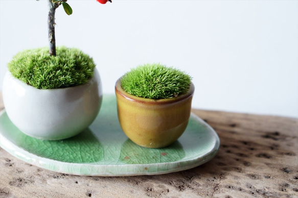【Creema限定】カマツカコケモモのミニ盆栽・コケ山・花柄皿の3点セット 6枚目の画像