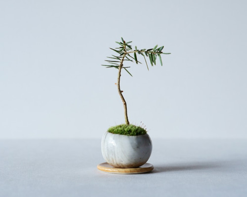 モミの木のミニ盆栽｜マーブルのうつわ 盆栽 Sekibokka 通販 10821763