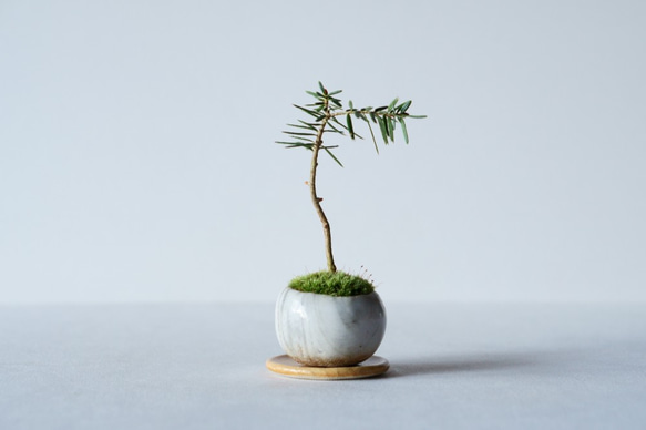 あめつち工房　ミニ盆栽 あめつち工房 ミニ盆栽 工房あめつち 豆盆栽