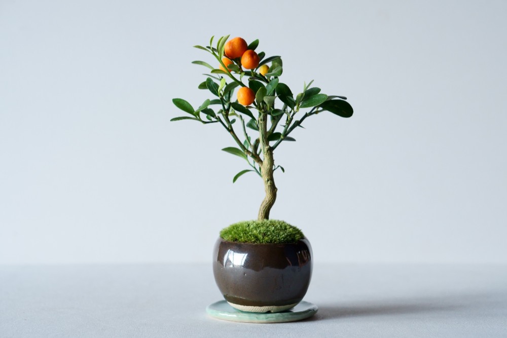 キンズのミニ盆栽｜銅黒のうつわ 盆栽 Sekibokka 通販 10821859