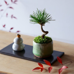 数量限定】お正月の3点飾り｜黒松のミニ盆栽と陶器の鏡餅 盆栽