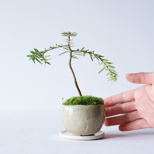 あめつち工房　ミニ盆栽 あめつち工房 ミニ盆栽 あめつち工房 ミニ盆栽 2025年最新】工房