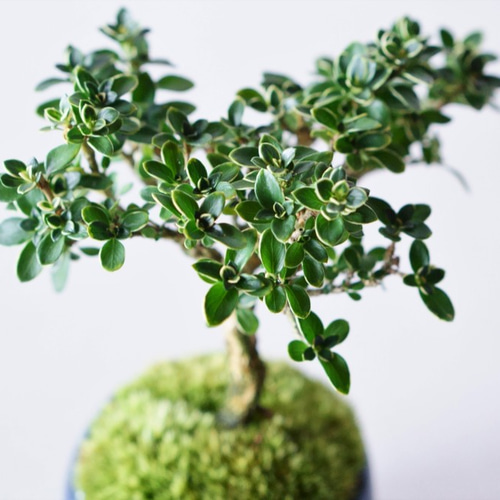 白鳥花のミニ盆栽｜藍色のうつわ 盆栽 Sekibokka 通販 10884934