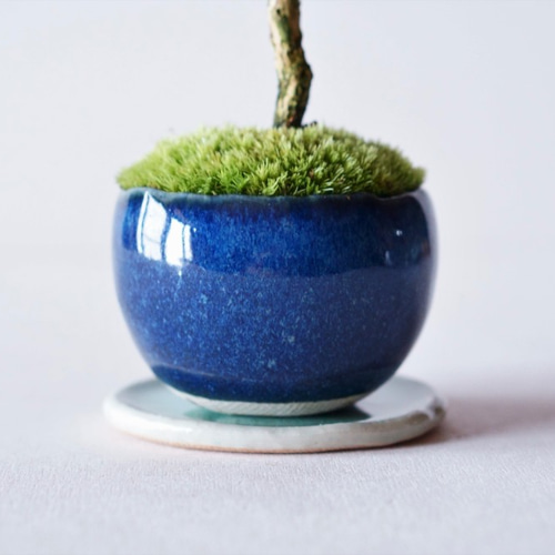 白鳥花のミニ盆栽｜藍色のうつわ 盆栽 Sekibokka 通販 10884934