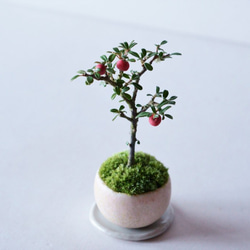 シロシタンのミニ盆栽｜桃色のうつわ 4枚目の画像