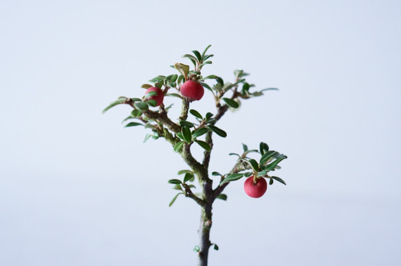 シロシタンのミニ盆栽｜桃色のうつわ 6枚目の画像