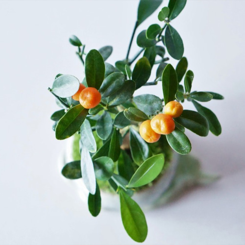 キンズのミニ盆栽｜結晶のうつわ 盆栽 Sekibokka 通販 10913424