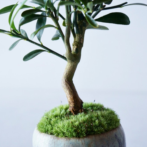 キンズのミニ盆栽|結晶のうつわ 盆栽 Sekibokka 通販 10913424 キンズのミニ盆栽|結晶のうつわ 盆栽 Sekibokka 通販 10913424