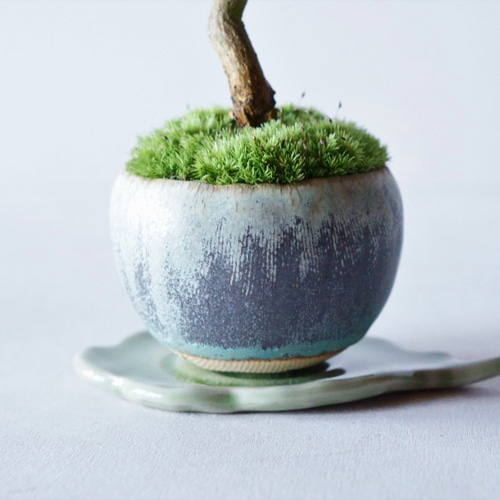 キンズのミニ盆栽｜結晶のうつわ 盆栽 Sekibokka 通販 10913424