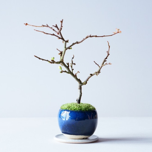 盆栽 ミニ盆栽 長寿梅 白花-1 楽天市場】盆栽 長寿梅 白花長寿梅 ミニ盆栽 万古焼鉢 ミニ長寿