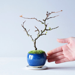 長寿梅【白花】のミニ盆栽｜藍のうつわ 2枚目の画像