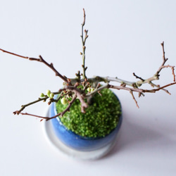 長寿梅【白花】のミニ盆栽｜藍のうつわ 3枚目の画像