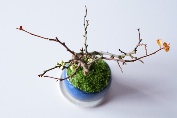 長寿梅【白花】のミニ盆栽｜藍のうつわ 3枚目の画像
